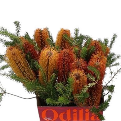 BANKSIA ERICIFOLIA