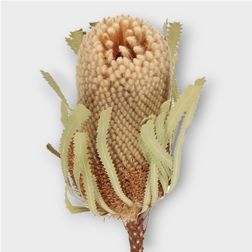 BANKSIA HOOKERANA (DRIED) 30cm Wholesale Dried Flowers UK Preserved