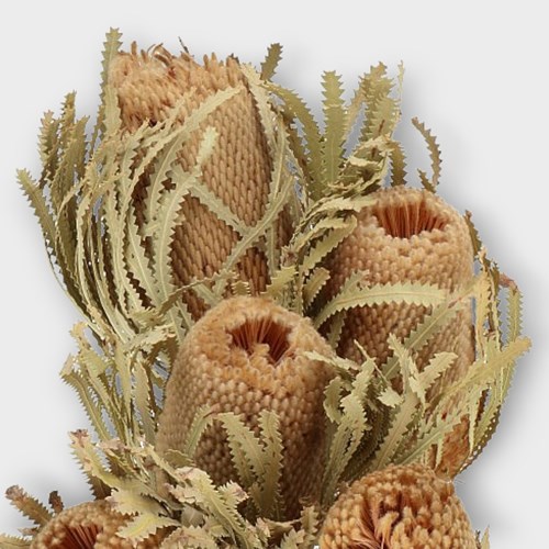 BANKSIA HOOKERANA (DRIED) 35cm Wholesale Dried Flowers UK Preserved