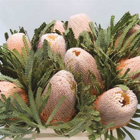 BANKSIA HOOKERIANA