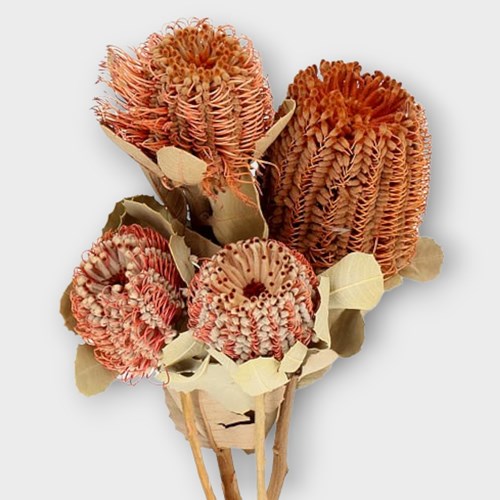 BANKSIA MENZIESII (DRIED) 35cm Wholesale Dried Flowers UK Preserved
