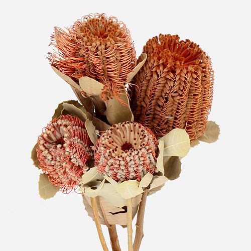 BANKSIA MENZIESII (DRIED)
