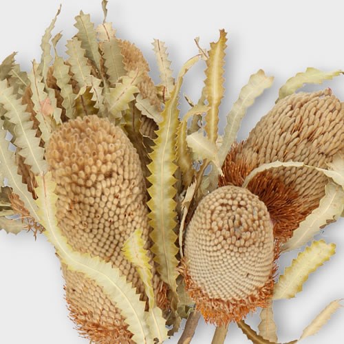 BANKSIA PRIONOTE (DRIED) 35cm Wholesale Dried Flowers UK Preserved