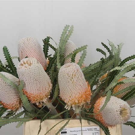 BANKSIA PRIONOTES