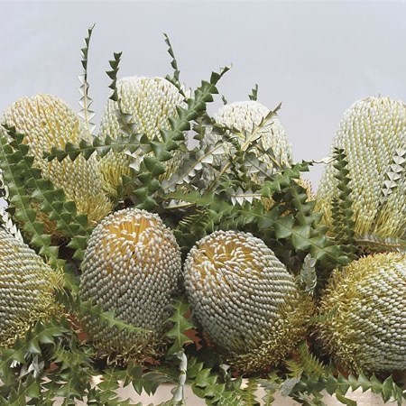 BANKSIA SPECIOSA