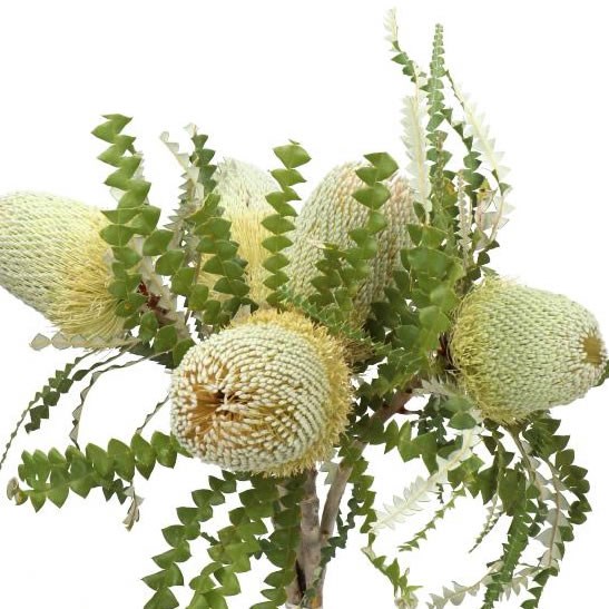 BANKSIA SPECIOSA