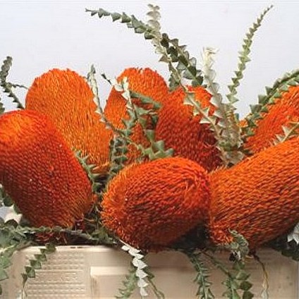 BANKSIA SPECIOSA DYED ORANGE