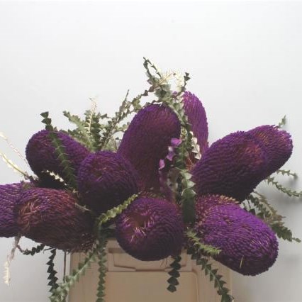 BANKSIA SPECIOSA DYED PURPLE