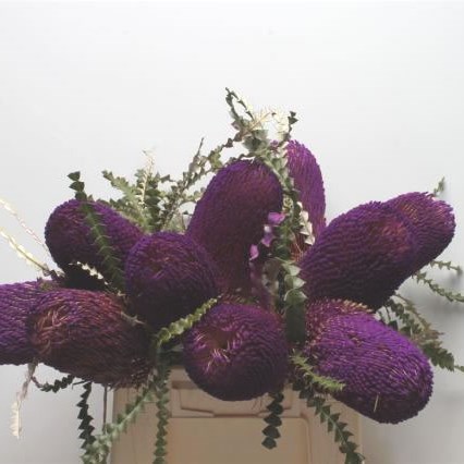 BANKSIA SPECIOSA DYED PURPLE