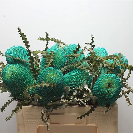 BANKSIA SPECIOSA DYED TURQUOISE