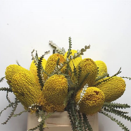 BANKSIA SPECIOSA DYED YELLOW