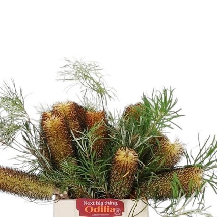 BANKSIA SPINULOSA