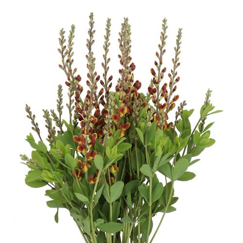 BAPTISIA BROWN/YELLOW