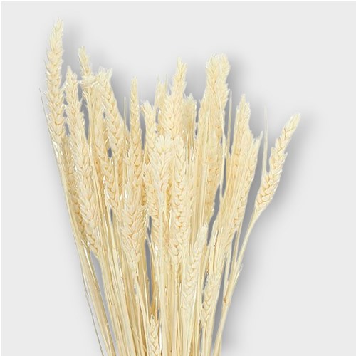 BARLEY BLEACHED & PRESERVED