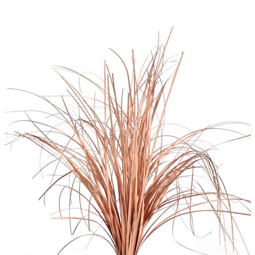 BEARGRASS DYED BRONZE