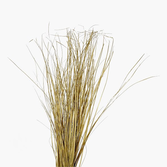 BEARGRASS DYED GOLD