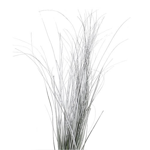 BEARGRASS DYED SILVER