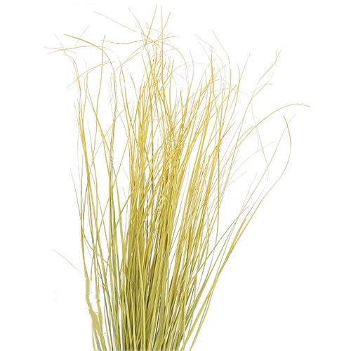 BEARGRASS DYED YELLOW