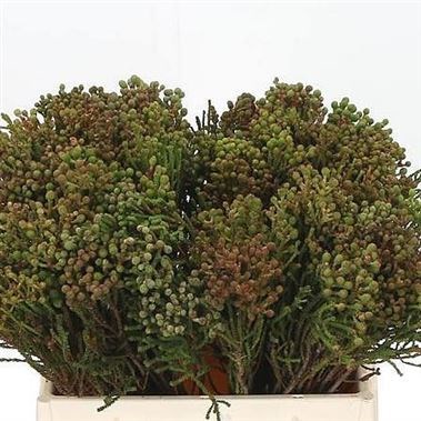 BERZELIA ABROTANOIDES