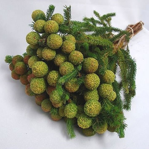 BERZELIA BAUBLES