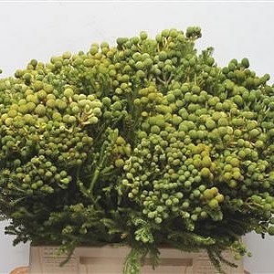 BERZELIA GALPINII