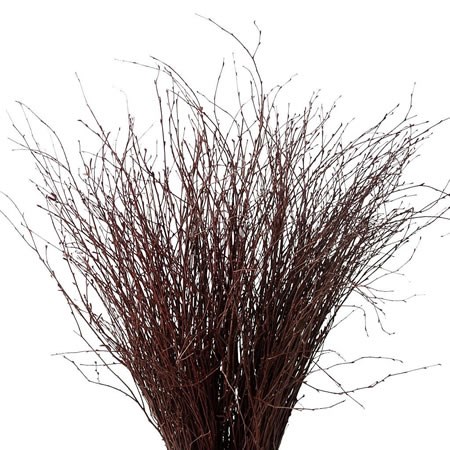BETULA DYED BURGUNDY