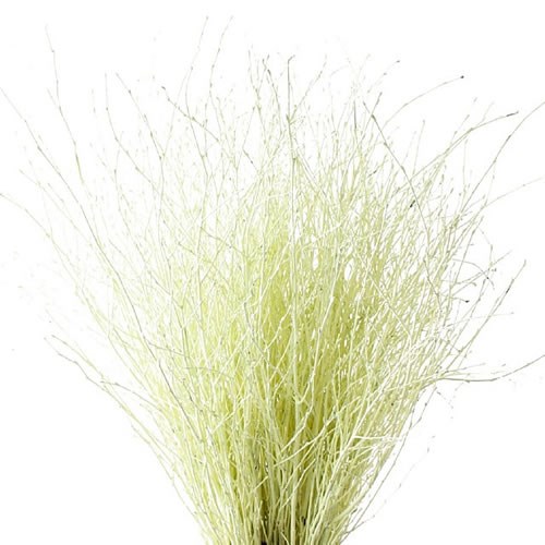BETULA DYED CREAM
