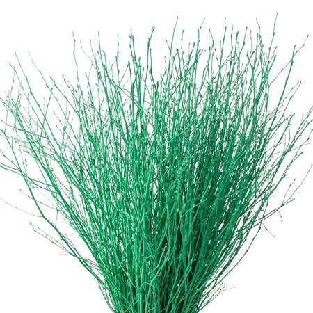 BETULA DYED GREEN