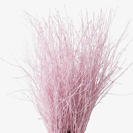 BETULA DYED LIGHT PINK