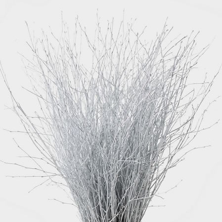 BETULA DYED SILVER