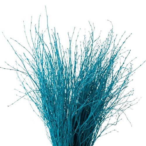 BETULA DYED TURQUOISE