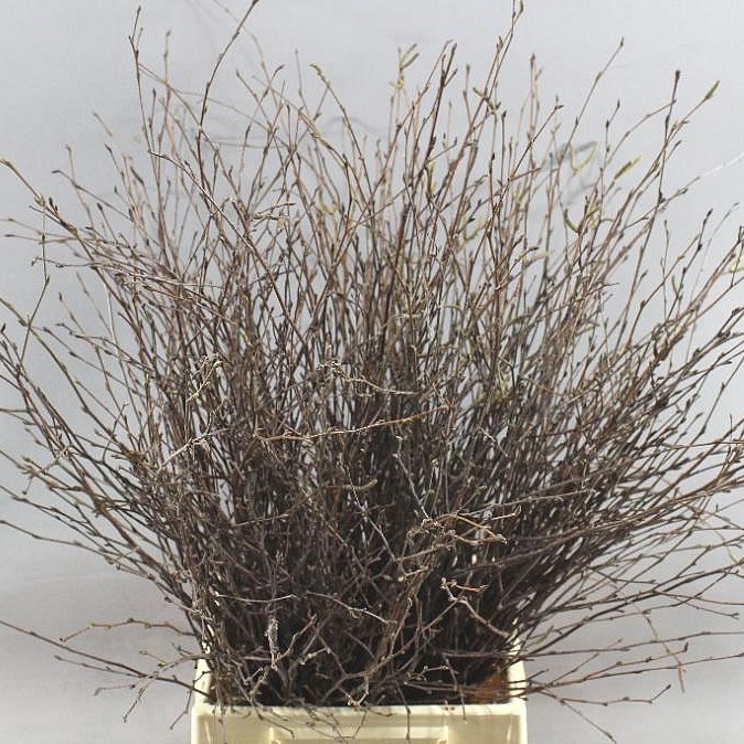 BETULA PENDULA NATUREL