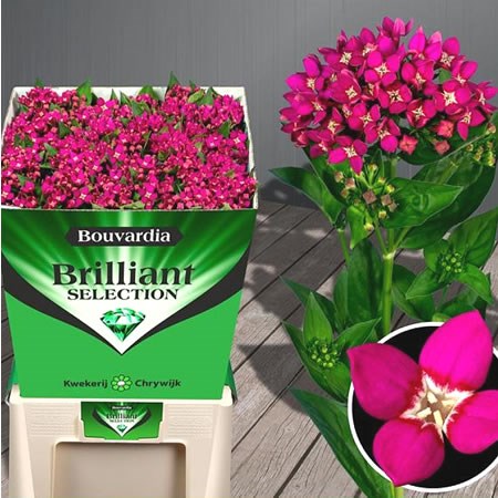 BOUVARDIA FUCHSIA