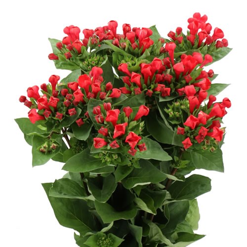 BOUVARDIA RED PASSION