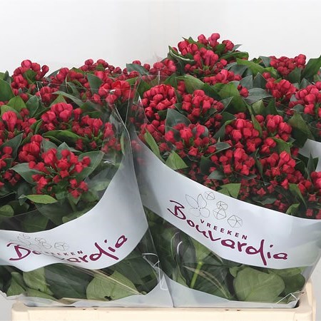 BOUVARDIA RED WINTER