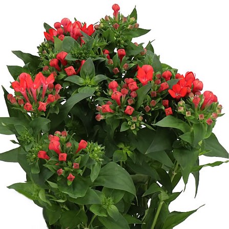 BOUVARDIA ROYAL FIRE RED