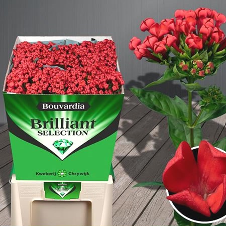 BOUVARDIA ROYAL RED