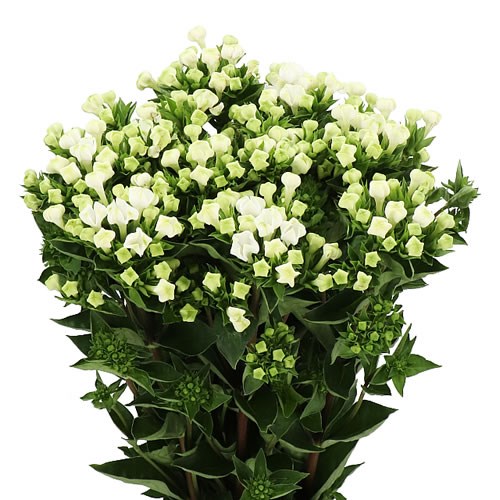 BOUVARDIA ROYAL WHITE VERDE