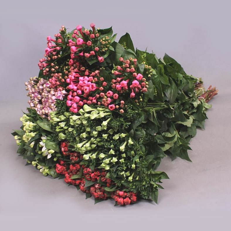 BOUVARDIA SGL. MIX