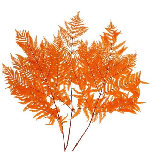 BRACKEN FERN PRESERVED APRICOT