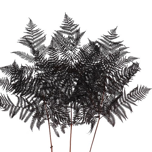 BRACKEN FERN PRESERVED BLACK 55cm Wholesale Dried Flowers UK