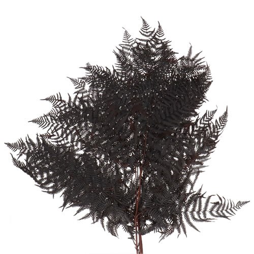 BRACKEN FERN PRESERVED COFFEE 55cm Wholesale Dried Flowers UK