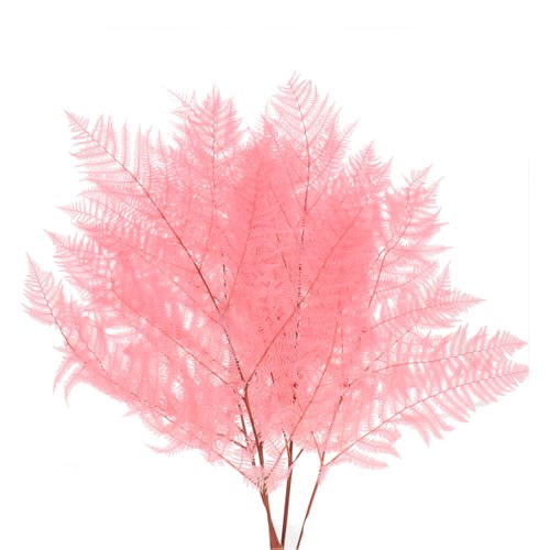 BRACKEN FERN PRESERVED LIGHT PINK