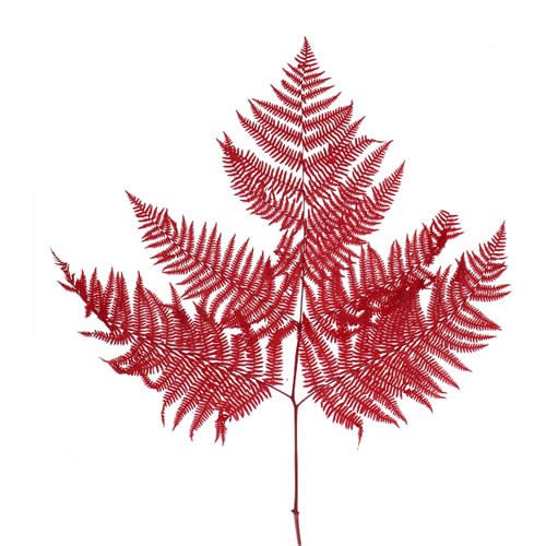 BRACKEN FERN PRESERVED RED 50cm Wholesale Dried Flowers UK