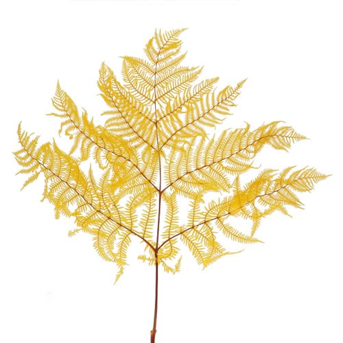 BRACKEN FERN PRESERVED YELLOW 55cm Wholesale Dried Flowers UK