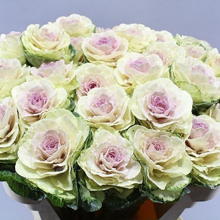 BRASSICA AGATHANA