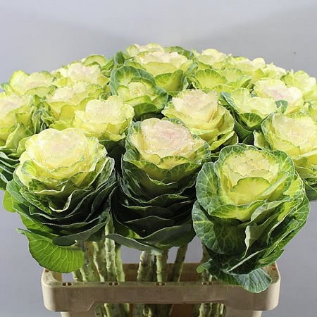 BRASSICA AGATHANA