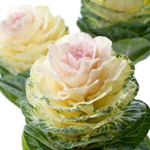 BRASSICA AGATHANA