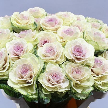BRASSICA AGATHANA