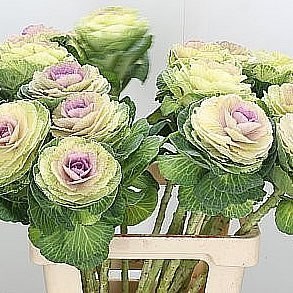 BRASSICA BICOLOR CRANE